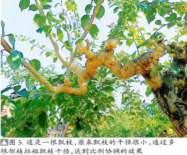 图解 盆景精华枝干怎么增粗的3个方法