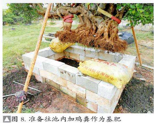 图解 盆景精华枝干怎么增粗的3个方法