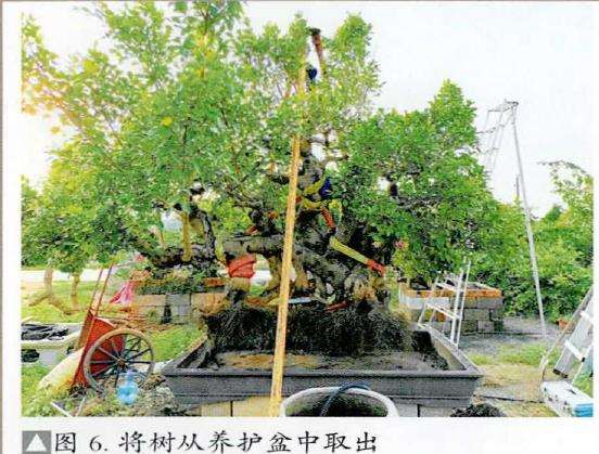 图解 盆景精华枝干怎么增粗的3个方法