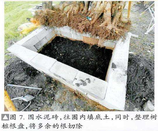 图解 盆景精华枝干怎么增粗的3个方法