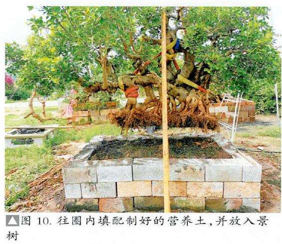 图解 盆景精华枝干怎么增粗的3个方法