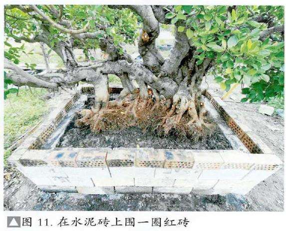 图解 盆景精华枝干怎么增粗的3个方法