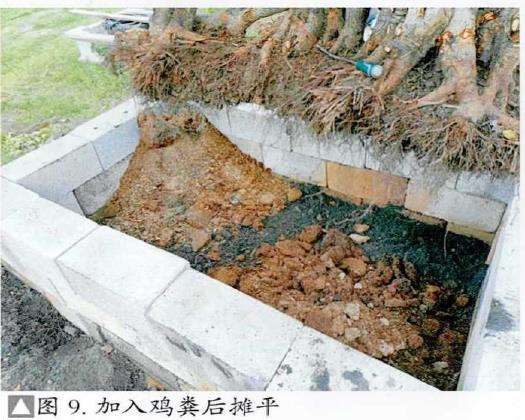 图解 盆景精华枝干怎么增粗的3个方法