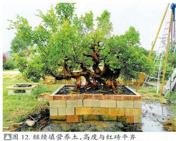 图解 盆景精华枝干怎么增粗的3个方法