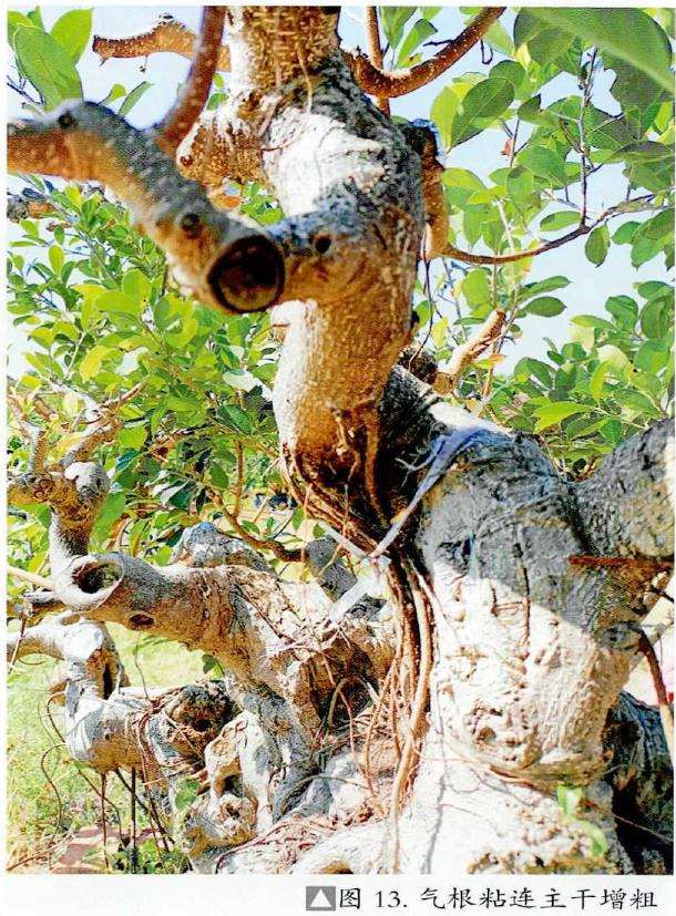 图解 盆景精华枝干怎么增粗的3个方法