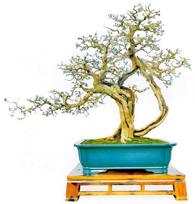 图解 盆景精华枝干怎么增粗的3个方法