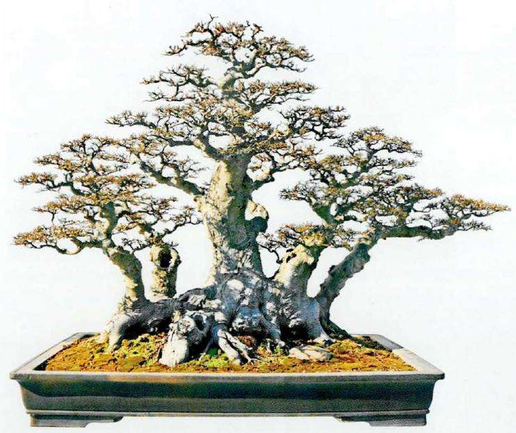 图解 盆景精华枝干怎么增粗的3个方法