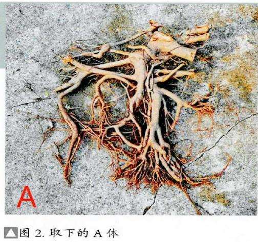 图解 韩学年怎么制作附壁榕树盆景的19个步骤