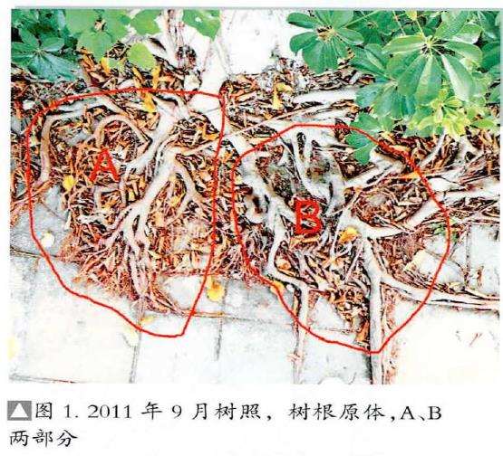 图解 韩学年怎么制作附壁榕树盆景的19个步骤