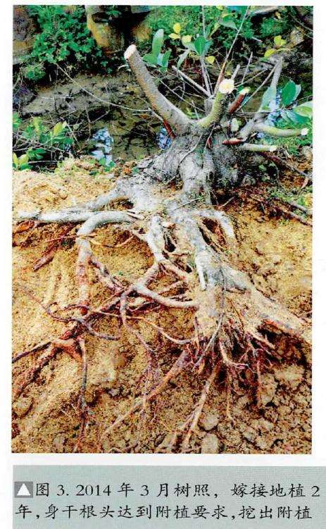 图解 韩学年怎么制作附壁榕树盆景的19个步骤