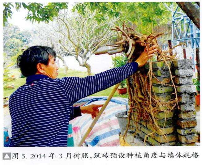 图解 韩学年怎么制作附壁榕树盆景的19个步骤