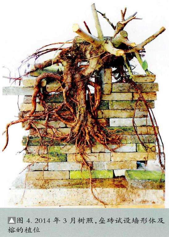 图解 韩学年怎么制作附壁榕树盆景的19个步骤