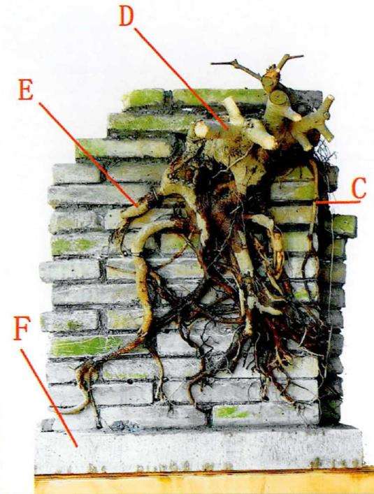 图解 韩学年怎么制作附壁榕树盆景的19个步骤