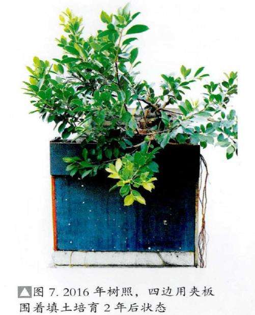 图解 韩学年怎么制作附壁榕树盆景的19个步骤