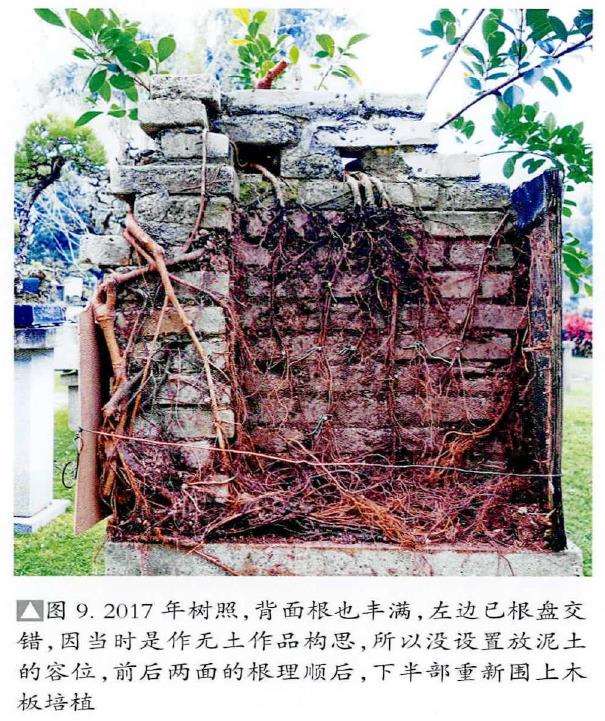 图解 韩学年怎么制作附壁榕树盆景的19个步骤