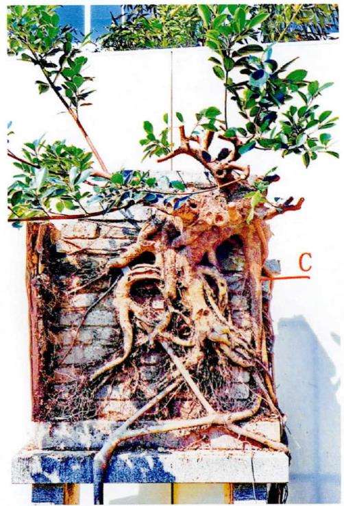 图解 韩学年怎么制作附壁榕树盆景的19个步骤