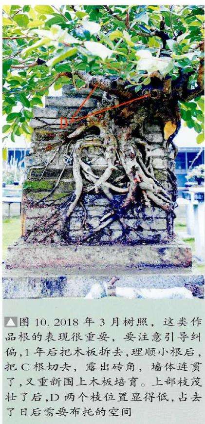 图解 韩学年怎么制作附壁榕树盆景的19个步骤