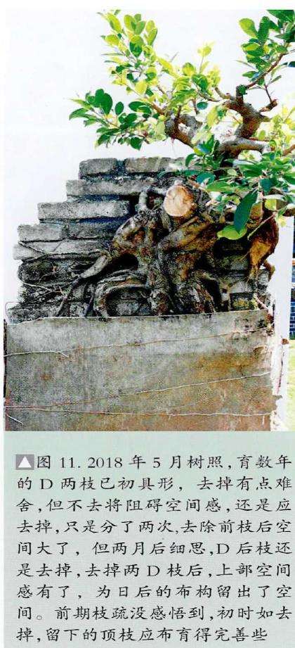 图解 韩学年怎么制作附壁榕树盆景的19个步骤