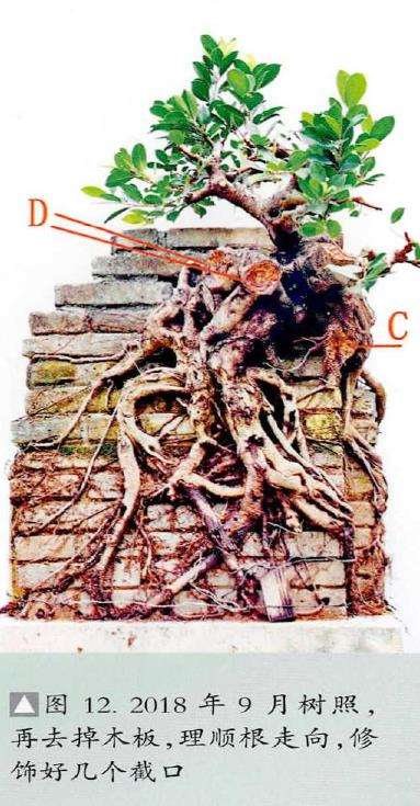 图解 韩学年怎么制作附壁榕树盆景的19个步骤