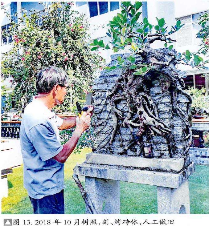 图解 韩学年怎么制作附壁榕树盆景的19个步骤