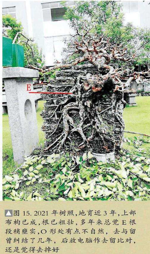 图解 韩学年怎么制作附壁榕树盆景的19个步骤