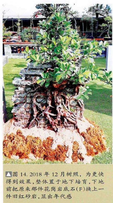 图解 韩学年怎么制作附壁榕树盆景的19个步骤