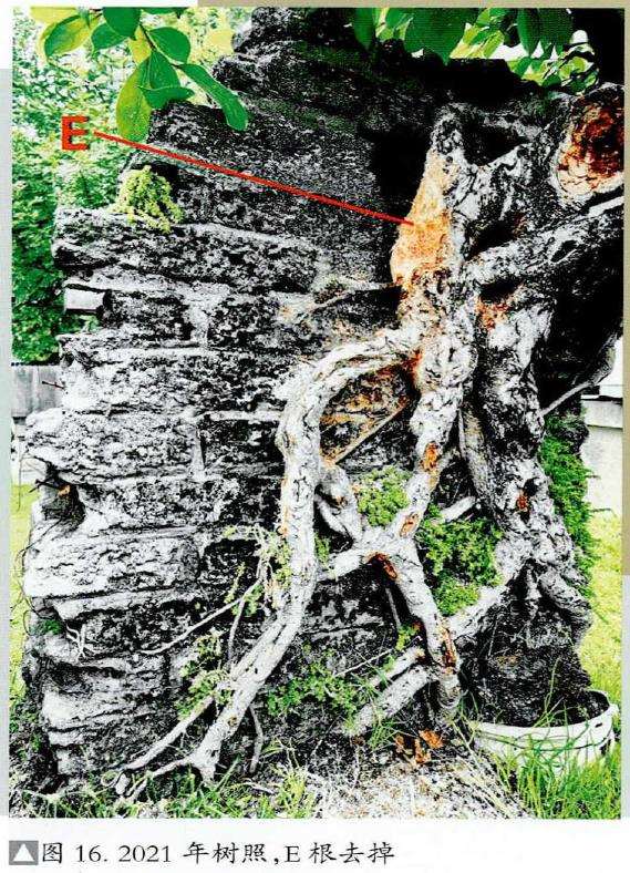 图解 韩学年怎么制作附壁榕树盆景的19个步骤