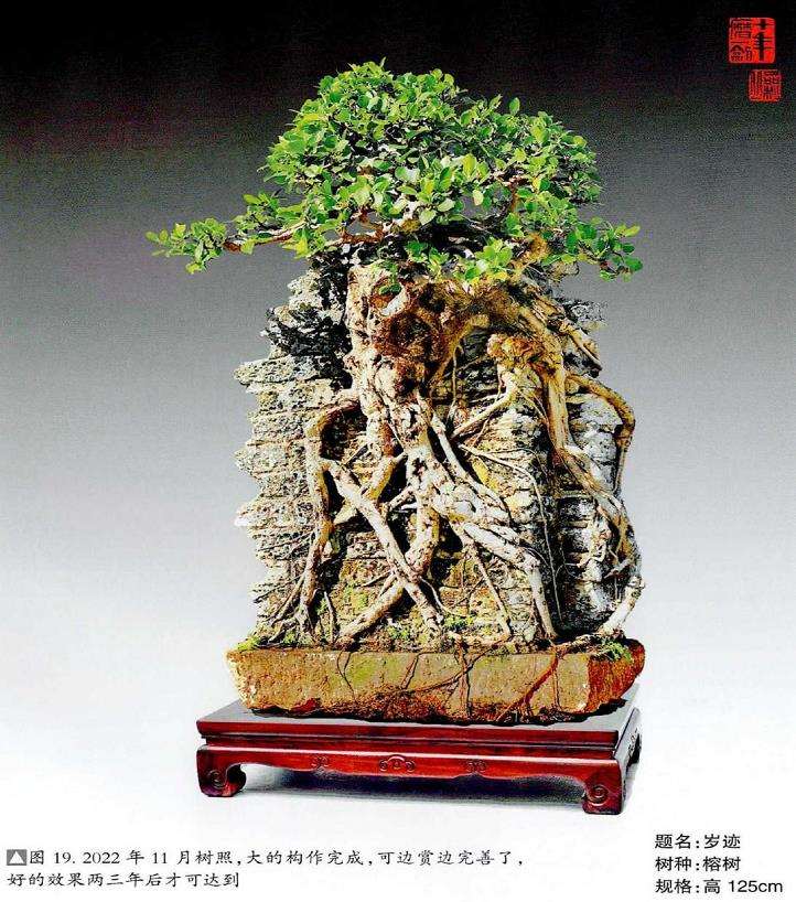 图解 韩学年怎么制作附壁榕树盆景的19个步骤
