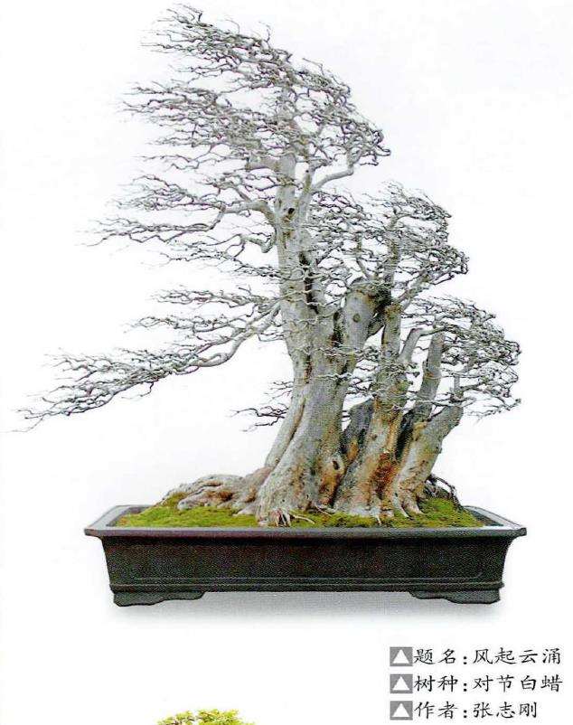 对节白蜡盆景怎么人工繁育的2个方法