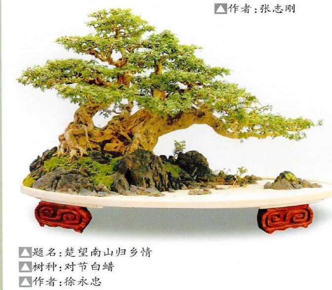 对节白蜡盆景怎么人工繁育的2个方法