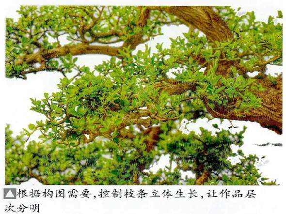 图解 铁包金盆景怎么制作的8个步骤