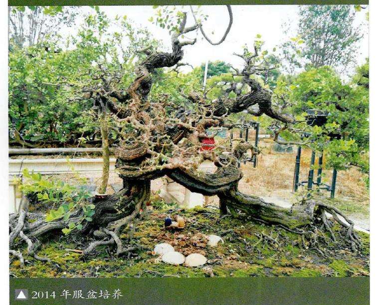 图解 铁包金盆景怎么制作的8个步骤