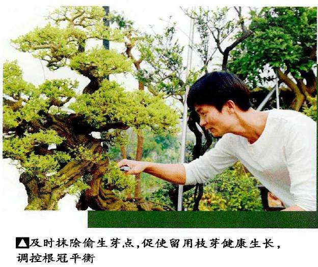 图解 铁包金盆景怎么制作的8个步骤