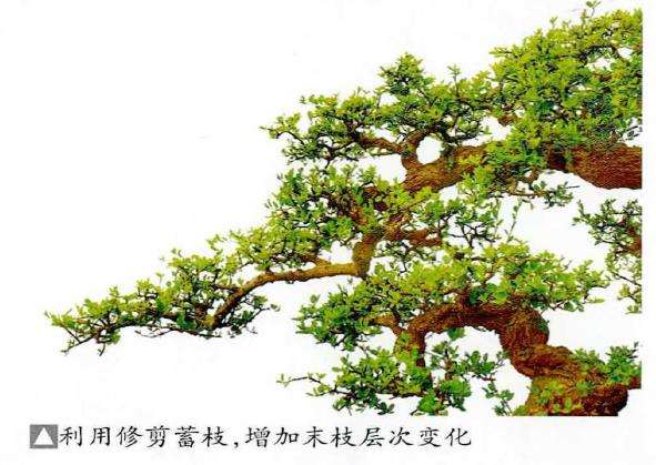 图解 铁包金盆景怎么制作的8个步骤