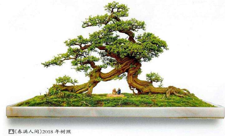 图解 铁包金盆景怎么制作的8个步骤