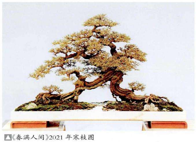 图解 铁包金盆景怎么制作的8个步骤