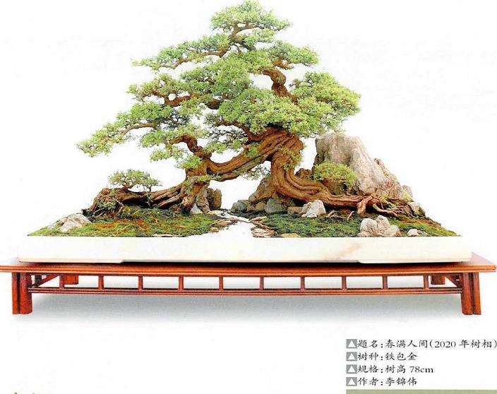 图解 铁包金盆景怎么制作的8个步骤