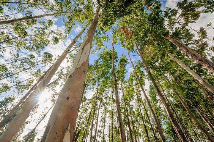 桉树对我国社会经济建设的3个重要性
