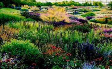 怎么低维护花境的3个定义