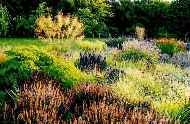 低维护花境怎么植物筛选的3个方法