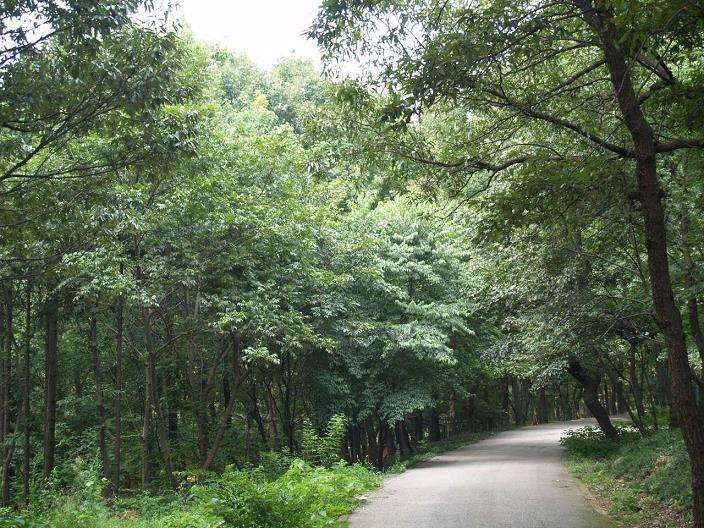 低效生态林怎么改造的4个措施探究