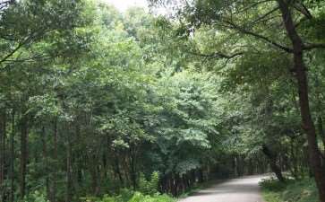 低效生态林怎么改造的4个措施探究