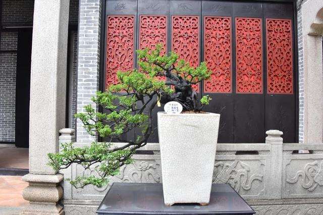 2023 第三届佛山岭南盆景展