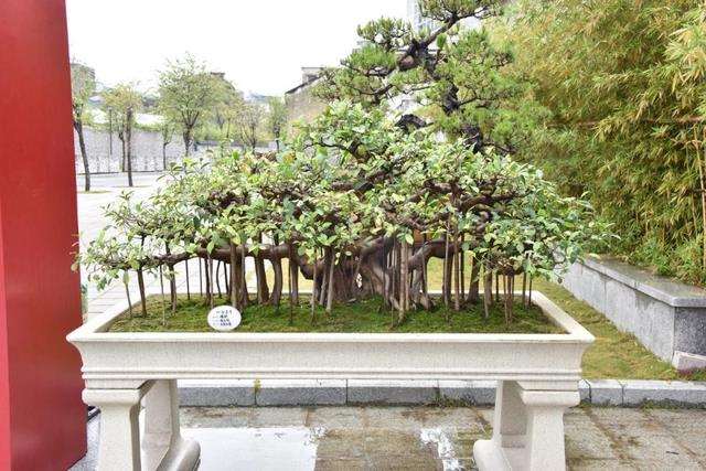 2023 第三届佛山岭南盆景展