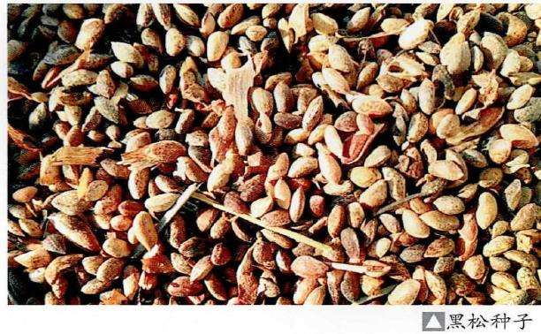 图解 黑松盆景怎么播种苗培的16个步骤