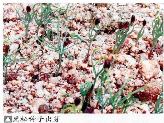 图解 黑松盆景怎么播种苗培的16个步骤