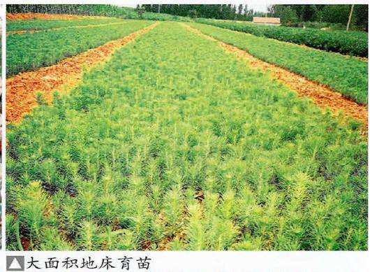 图解 黑松盆景怎么播种苗培的16个步骤