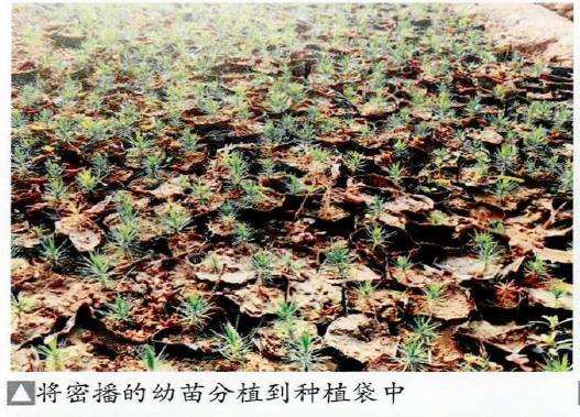 图解 黑松盆景怎么播种苗培的16个步骤