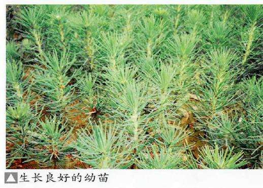 图解 黑松盆景怎么播种苗培的16个步骤