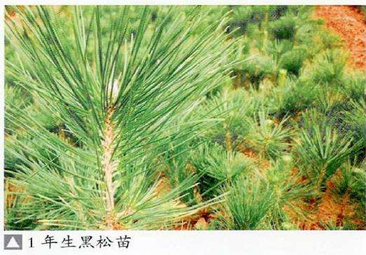 图解 黑松盆景怎么播种苗培的16个步骤